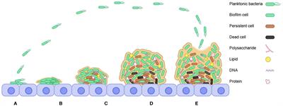 Understanding bacterial biofilms: From definition to treatment strategies